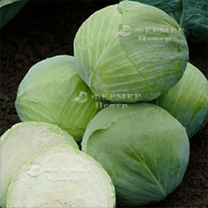 Муксума F1 - капуста білокачанна, каліброване насіння, Rijk Zwaan Голландія фото №1, цiна
